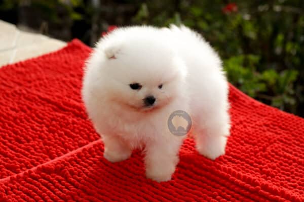 lulu da pomerania