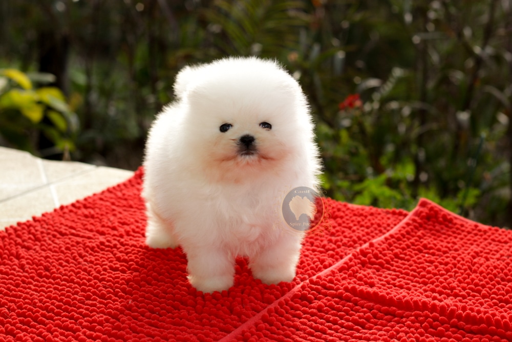 lulu da pomerania branco baby face