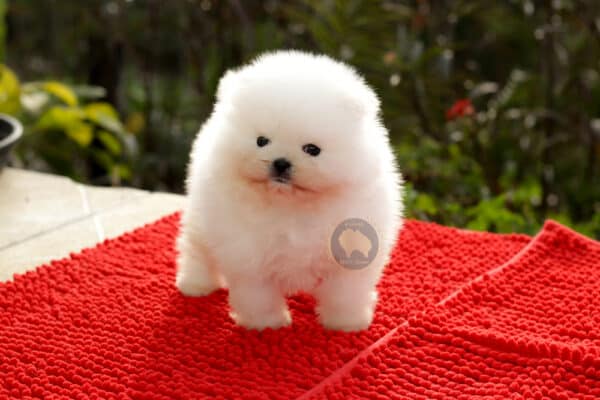 Macho Branco Neve Baby Face (Alto Padrão) - Image 6