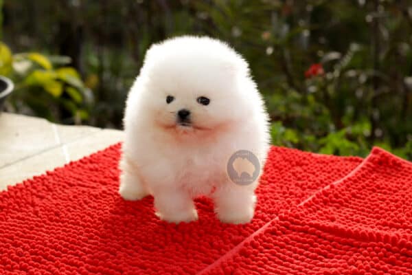 spitz alemao anao