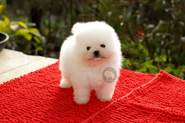 Macho Branco Neve Baby Face (Alto Padrão) - Image 15