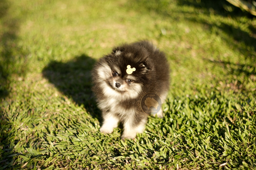 Fêmea Black And Tan de Spitz Alemão Lulu da pomerânia