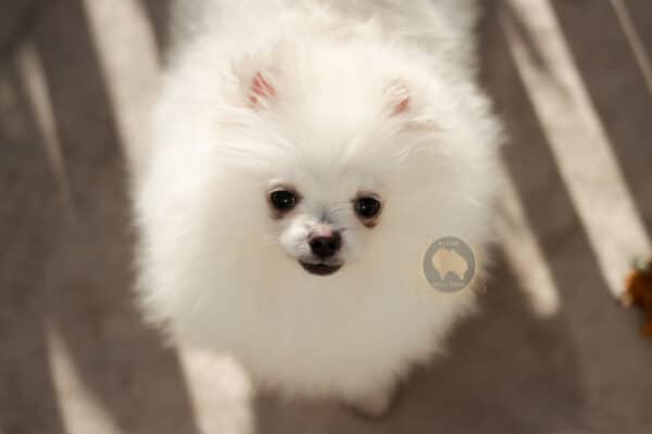 Macho branco pérola Baby Face - Image 4
