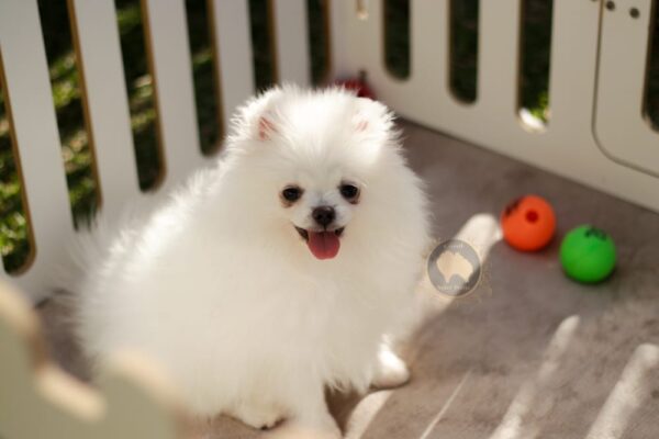 Macho branco pérola Baby Face