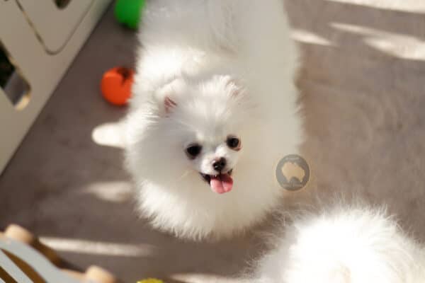Macho branco pérola Baby Face - Image 7