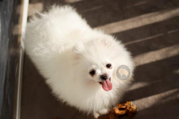 Macho branco pérola Baby Face - Image 8
