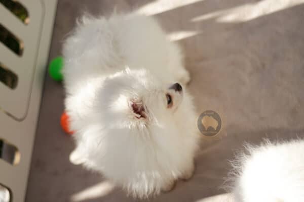 Macho branco pérola Baby Face - Image 9