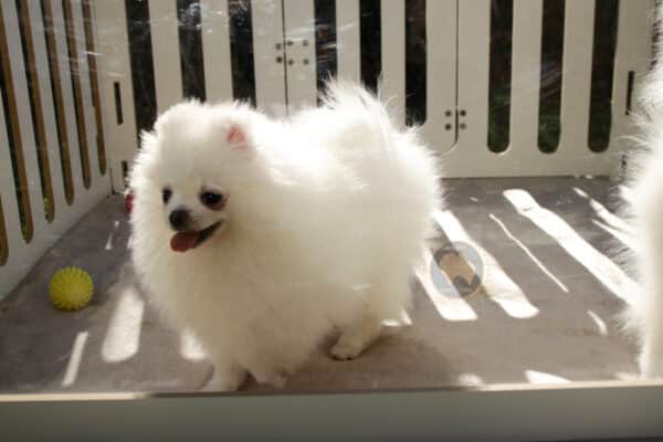 Macho branco pérola Baby Face - Image 10