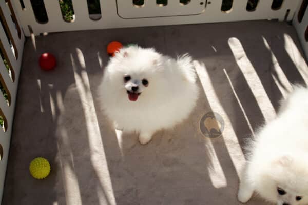 Macho branco pérola Baby Face - Image 11