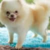 Macho Lulu da Pomerania - Branco Pérola Anão - Image 12