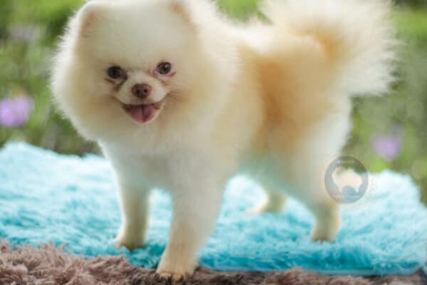 Macho Lulu da Pomerania - Branco Pérola Anão - Image 12