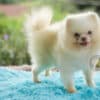 Macho Lulu da Pomerania - Branco Pérola Anão - Image 3