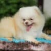 Macho Lulu da Pomerania - Branco Pérola Anão - Image 4