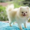 Macho Lulu da Pomerania - Branco Pérola Anão - Image 5