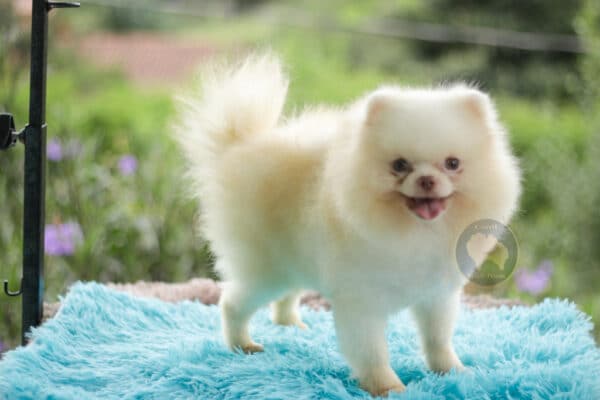 Macho Lulu da Pomerania - Branco Pérola Anão - Image 5