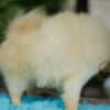 Macho Lulu da Pomerania - Branco Pérola Anão - Image 6