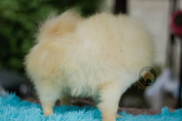 Macho Lulu da Pomerania - Branco Pérola Anão - Image 6