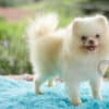 Macho Lulu da Pomerania - Branco Pérola Anão - Image 7