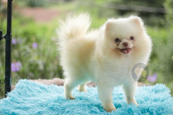 Macho Lulu da Pomerania - Branco Pérola Anão - Image 7