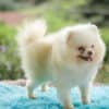 Macho Lulu da Pomerania - Branco Pérola Anão - Image 2