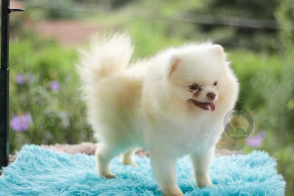 Macho Lulu da Pomerania - Branco Pérola Anão - Image 2