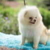 Macho Lulu da Pomerania - Branco Pérola Anão - Image 8
