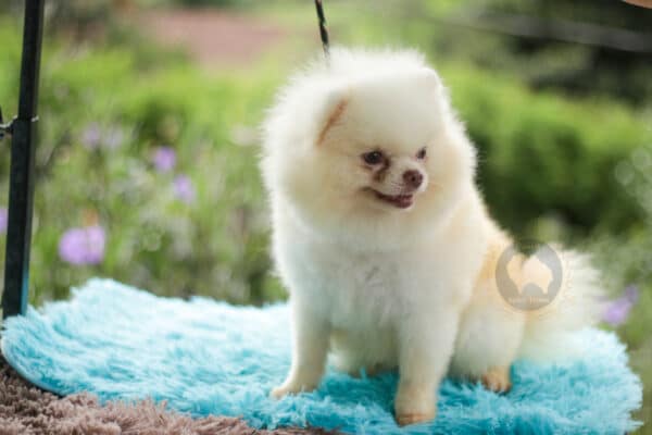 Macho Lulu da Pomerania - Branco Pérola Anão - Image 8