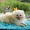 Macho Lulu da Pomerania - Branco Pérola Anão - Image 9