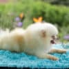 Macho Lulu da Pomerania - Branco Pérola Anão - Image 10