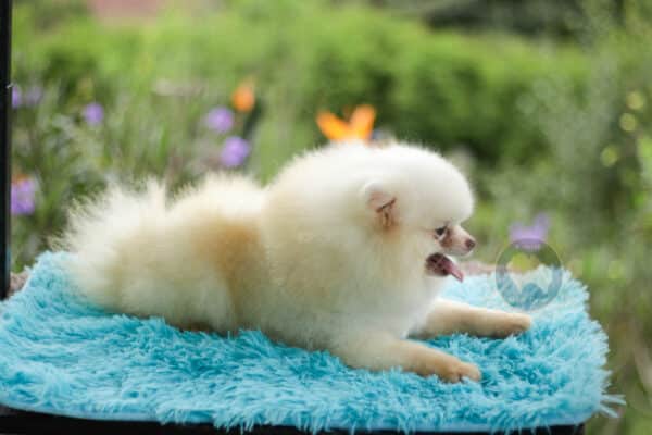 Macho Lulu da Pomerania - Branco Pérola Anão - Image 10