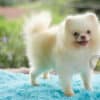 Macho Lulu da Pomerania - Branco Pérola Anão - Image 11