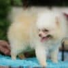Macho Lulu da Pomerania - Branco Pérola Anão - Image 13