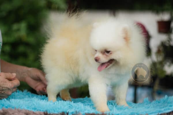 Macho Lulu da Pomerania - Branco Pérola Anão - Image 13
