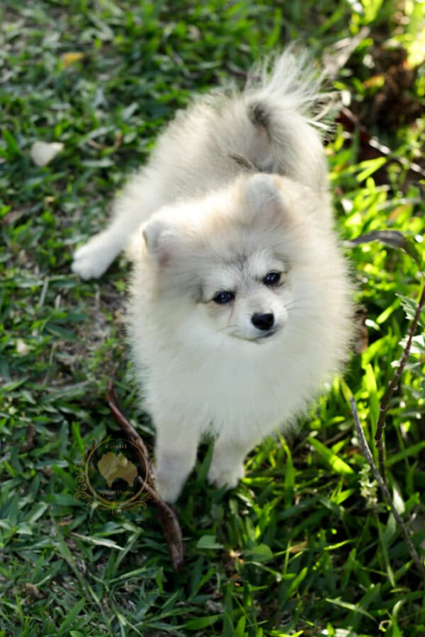 Macho Spitz Alemão Laranja - Image 31