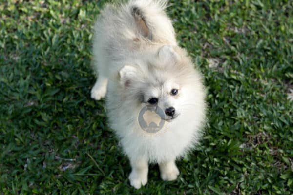 Macho Spitz Alemão Laranja - Image 30