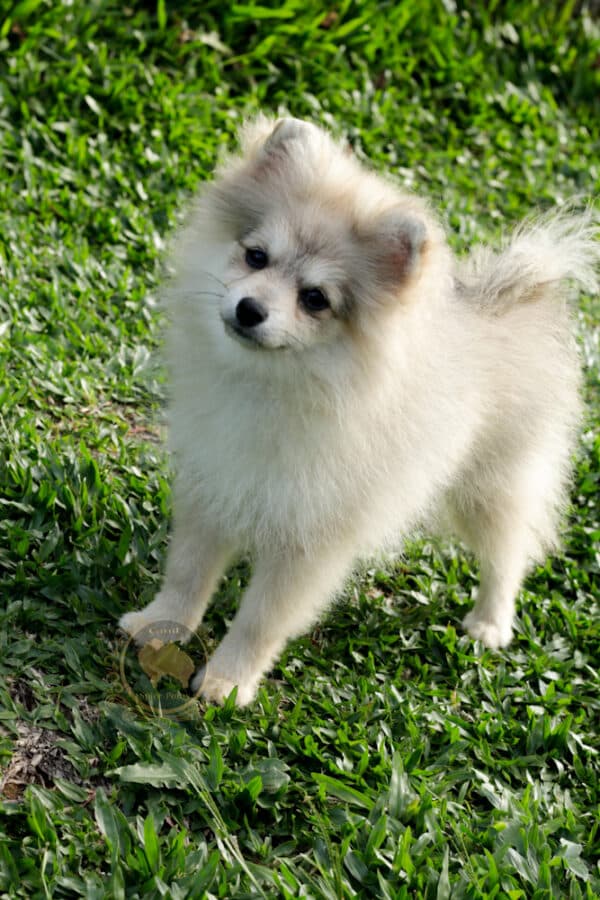 Macho Spitz Alemão Laranja - Image 29