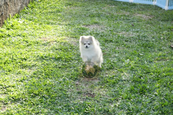 Macho Spitz Alemão Laranja - Image 27