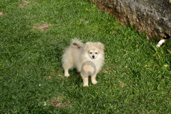 Macho Spitz Alemão Laranja - Image 26