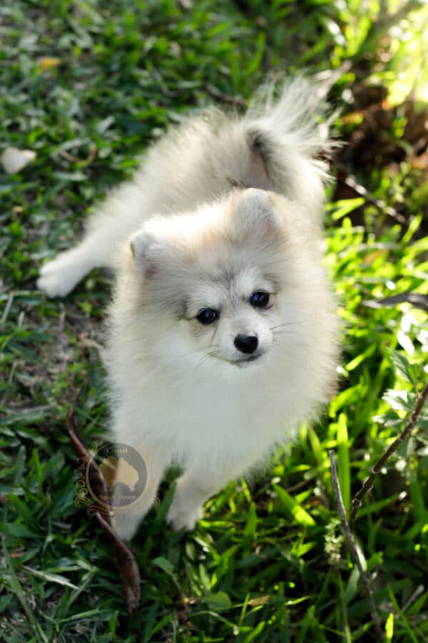 spitz alemao