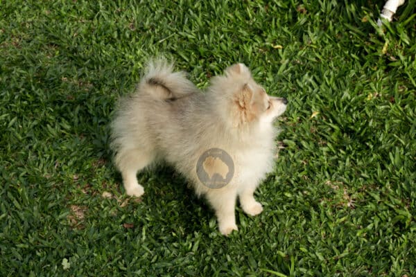 Macho Spitz Alemão Laranja - Image 24
