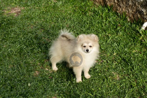Macho Spitz Alemão Laranja - Image 23