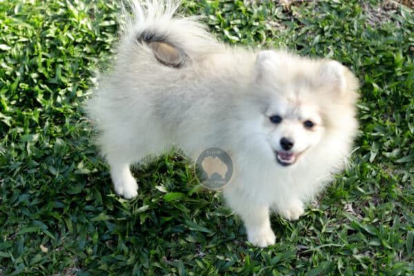 Macho Spitz Alemão Laranja - Image 19