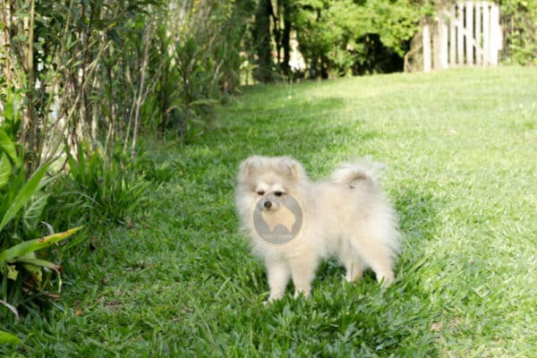 Macho Spitz Alemão Laranja - Image 16