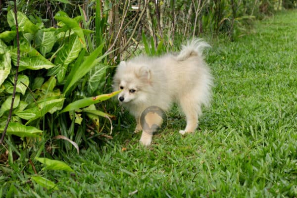 Macho Spitz Alemão Laranja - Image 15