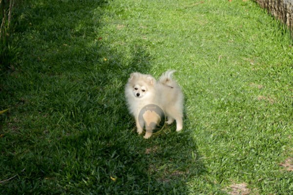 Macho Spitz Alemão Laranja - Image 13