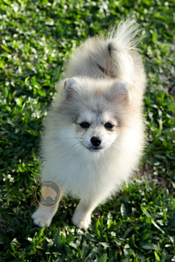 Macho Spitz Alemão Laranja - Image 12