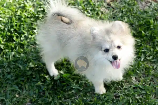 Macho Spitz Alemão Laranja - Image 4