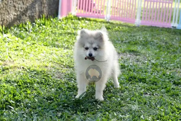 Macho Spitz Alemão Laranja - Image 3
