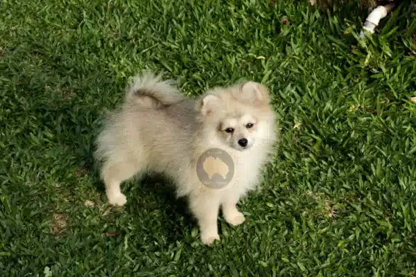Macho Spitz Alemão Laranja - Image 14