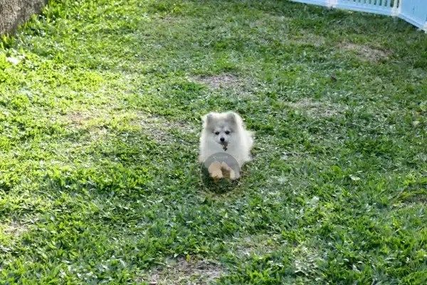 Macho Spitz Alemão Laranja - Image 11